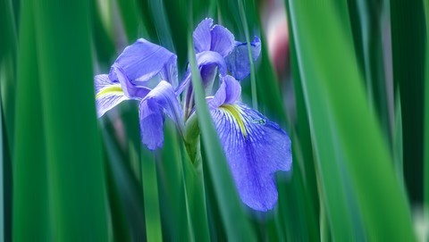  Blue Concubine Iris