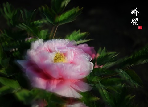  Another year, peony blossoms, April 17, 2019, at Weihui Bigan Temple