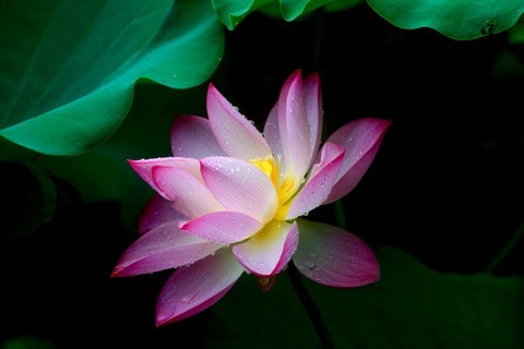 荷花随拍 荷花随拍
