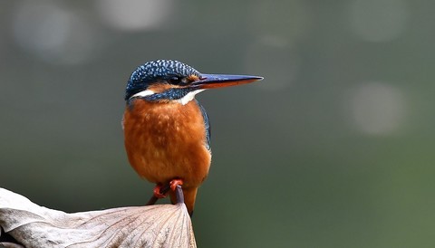  Kingfisher's Life