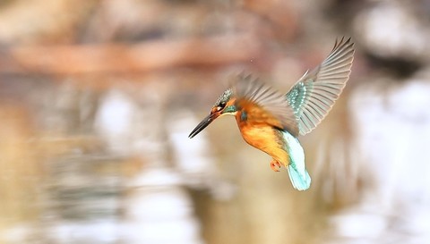  Flying Kingfisher