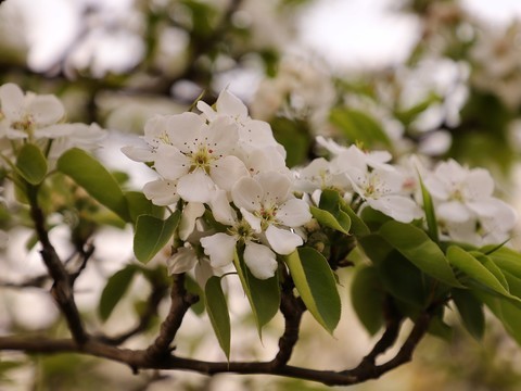  Pear flowers in the community