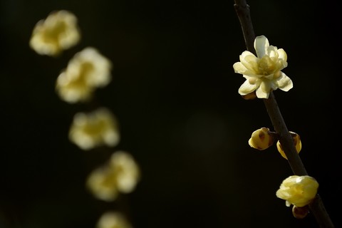 百般红紫斗芳菲——春花(19) 百般红紫斗芳菲——春花(19)