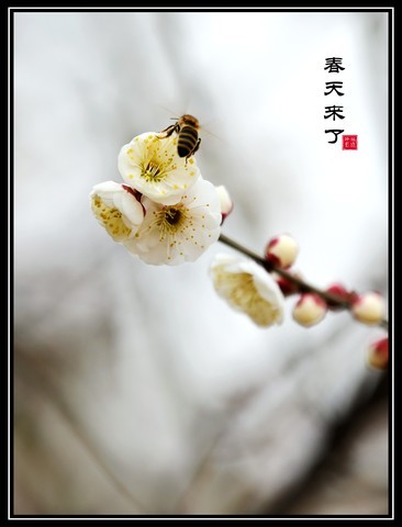  Pretty doesn't compete for spring, just report it -- a group of plum blossoms to share with you