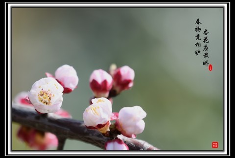  Spring is full of envy, and apricot flowers should be the most charming. A group of apricot blossom photos to share with you