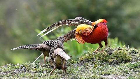  Red bellied golden pheasant --- original piece straight out