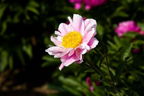  Opening of peony in Xingqing Palace Park