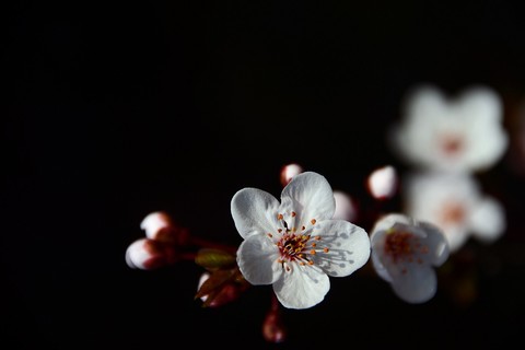 百般红紫斗芳菲——春花(20) 百般红紫斗芳菲——春花(20)