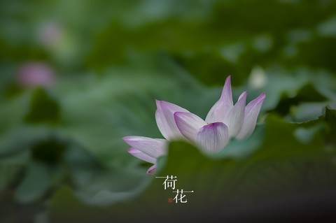  Six pairs of lotus flowers