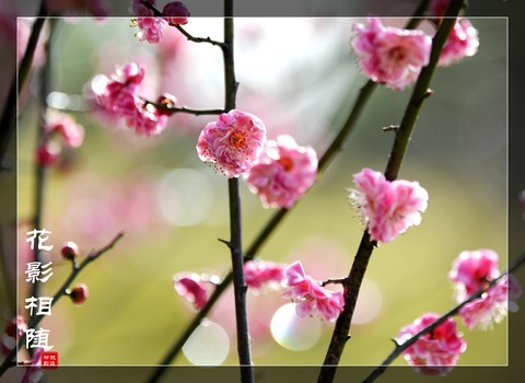  Qiao doesn't fight for spring, but only reports it. A group of plum blossom photos to share with you——