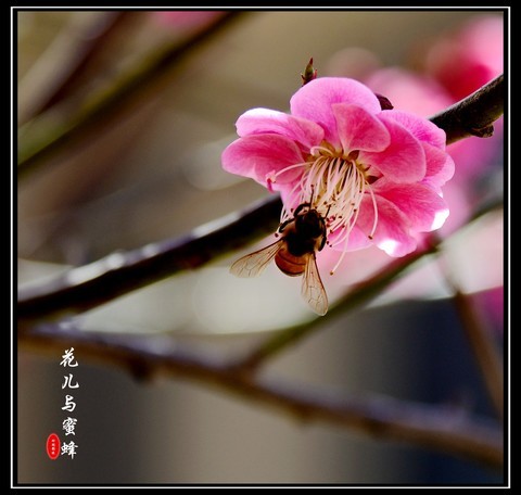  Take you to spring to look for plum blossom -- a group of red plum blossoms to share with you