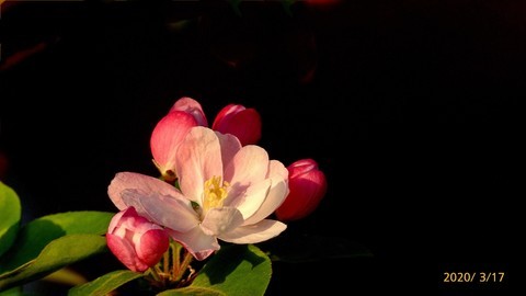 【一组西府海棠】祝大家端午节幸福平安 【一组西府海棠】祝大家端午节幸福平安