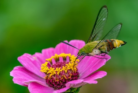  Long billed bee moth