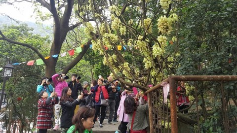 叱石山观音寺盛开的禾雀花(上) 叱石山观音寺盛开的禾雀花(上)