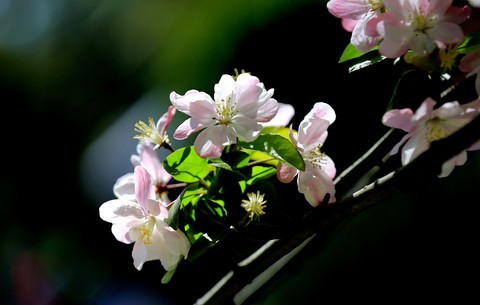  [Late spring in Qingdao with beautiful crabapple flowers] ------ Flowers for youth, happy May 4th Festival!