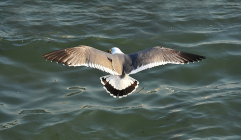  Black tailed gull