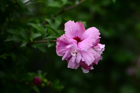 随拍花卉…花卉-续- 随拍花卉…花卉-续-