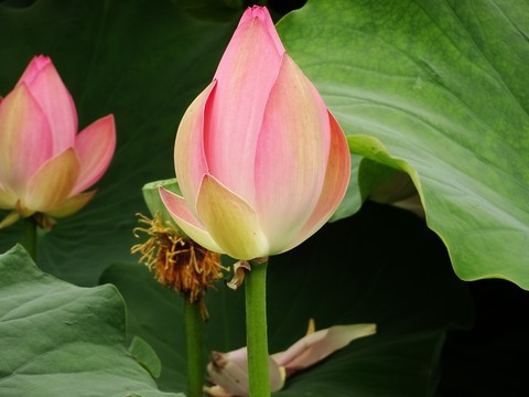  Yunlong Lake Lotus 2018