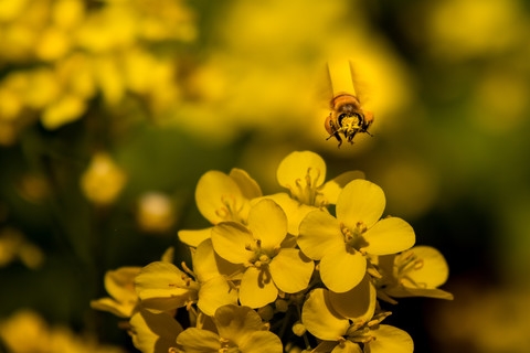  Capture bees