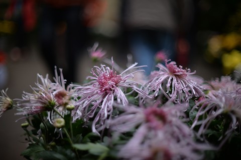 AIS50 1.2拍菊花 AIS50 1.2拍菊花