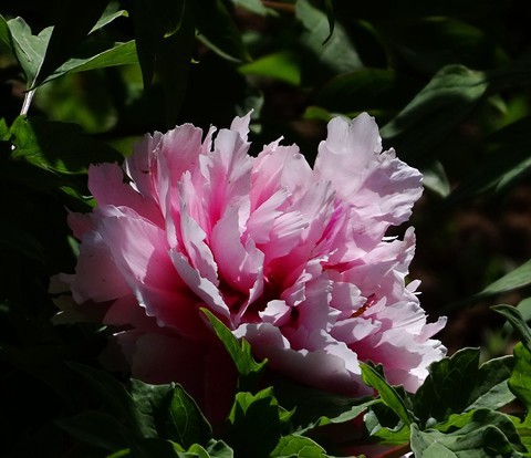  2018. Park Peony