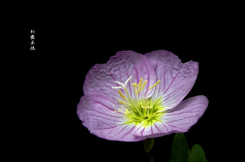 随拍花卉…花卉--续-- 随拍花卉…花卉--续--