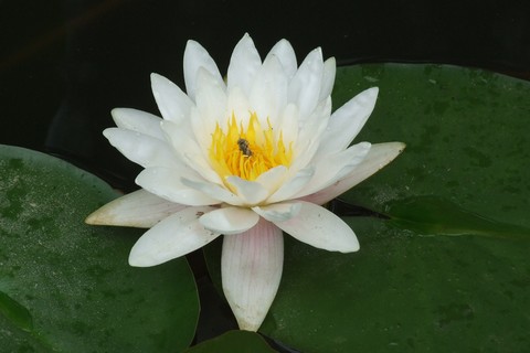  Lotus, water lilies and other flowers in the park.