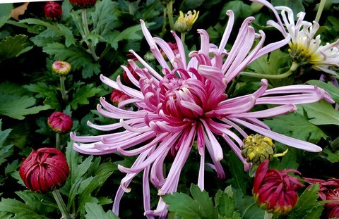  [Autumn Chrysanthemum Blooms and Dances with Graceful and Proud Branches] ----- A photo of the Chrysanthemum Exhibition in the park, I wish you good luck in late autumn!