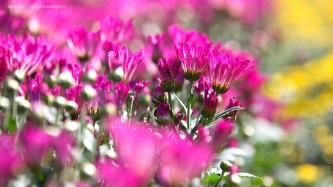  It's time to appreciate chrysanthemums