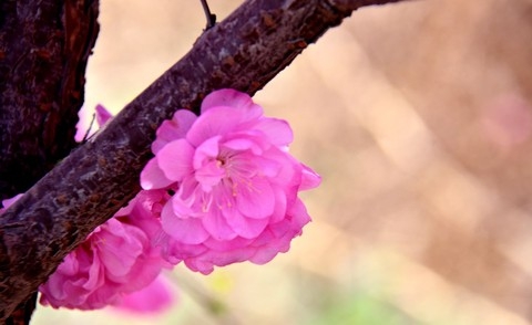  Tianjin Changhong Park Cherry Blossom