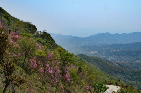  The Knot of Wild Rhododendron in Jin'e Mountain