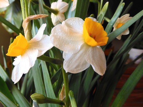 水 仙 花 -------------。 水 仙 花 -------------。