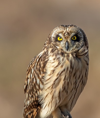  Learn to pat the short eared owl