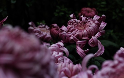 赏菊(二) 赏菊(二)