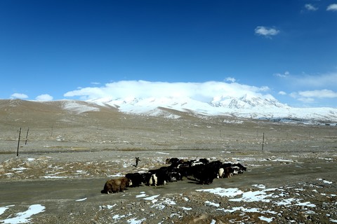  the pamirs