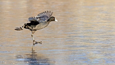  White bone top water fowl running on the ice