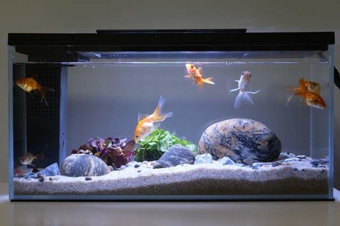  A small water space adds fun to life. The small pendant originated from the intelligent aquarium