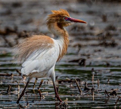  Cattle egret