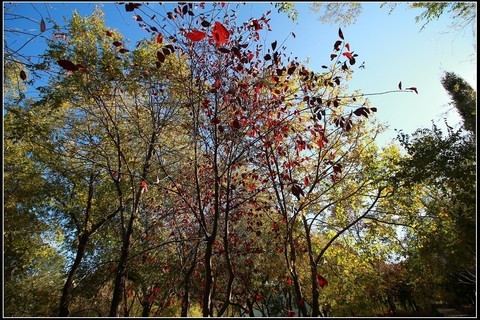 ֮Ҷ