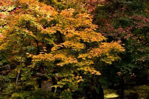 日本关西红叶狩——京都篇——比叡山圆光寺【6】 日本关西红叶狩——京都篇——比叡山圆光寺【6】