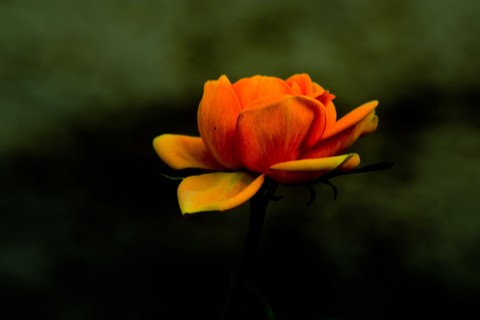 花卉杂拍 花卉杂拍