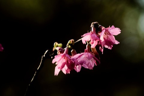 櫻花 櫻花