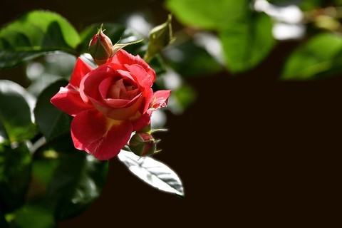 【2021】013---月季花 【2021】013---月季花