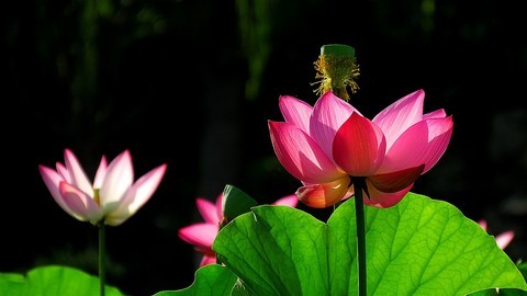  Lotus