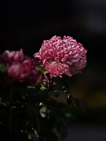 深秋菊韵(第四集)——11P 深秋菊韵(第四集)——11P