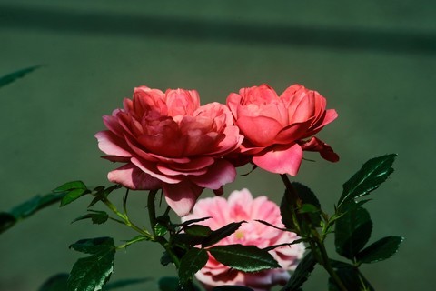 月季花 月季花