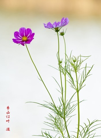 格桑花(组照)试用尼康200-500大变焦 格桑花(组照)试用尼康200-500大变焦