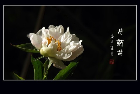 #版主坐堂# 2020年6~12月《佳能EF 24-105mm f/4L IS USM镜头》论坛部分优秀作品选 #版主坐堂# 2020年6~12月《佳能EF 24-105mm f/4L IS USM镜头》论坛部分优秀作品选