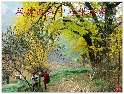 家乡的风景------福建南平政和铁山中岭银杏群风景(上) 家乡的风景------福建南平政和铁山中岭银杏群风景(上)