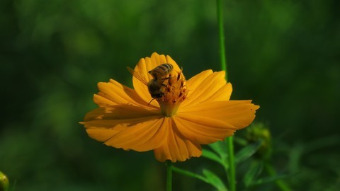  galsang flower